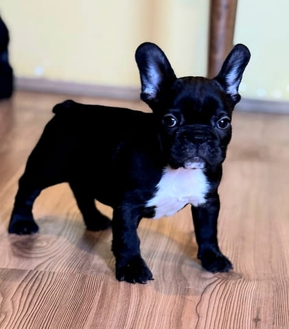 Френски булдог – първокласни кученца French Bulldog, Vaccinated - Yes, Dewormed - Yes - city of Izvun Bulgaria | Dogs - снимка 6