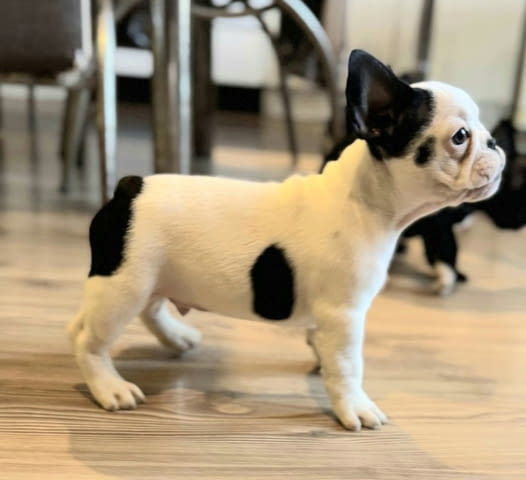 Френски булдог – първокласни кученца French Bulldog, Vaccinated - Yes, Dewormed - Yes - city of Izvun Bulgaria | Dogs - снимка 7