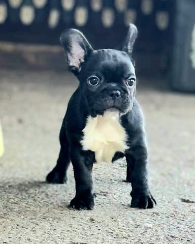 Френски булдог – първокласни кученца French Bulldog, Vaccinated - Yes, Dewormed - Yes - city of Izvun Bulgaria | Dogs - снимка 8