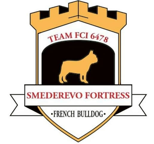 Френски булдог – първокласни кученца French Bulldog, Vaccinated - Yes, Dewormed - Yes - city of Izvun Bulgaria | Dogs - снимка 9