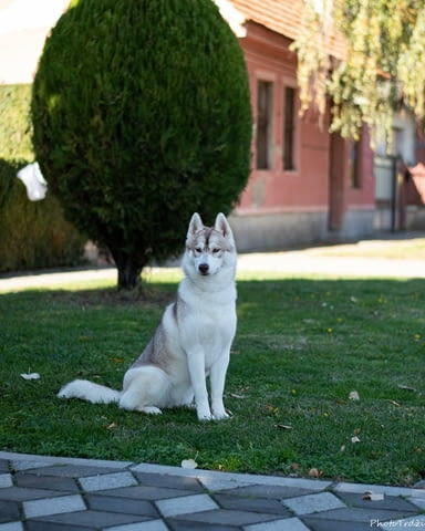 Siberian Husky female Сибирско хъски - град Извън България | Кучета - снимка 1