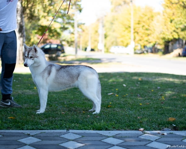 Siberian Husky female Сибирско хъски - град Извън България | Кучета - снимка 5