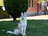Siberian Husky female