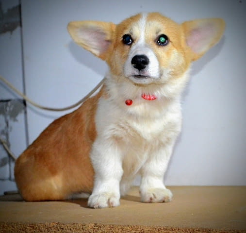 Уелски Корги Пембрук – Красиви кученца Welsh Korgi Pambrook, Vaccinated - Yes, Dewormed - Yes - city of Izvun Bulgaria | Dogs - снимка 8