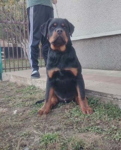 Ротвайлер, топ кученца Rottweiler, Vaccinated - Yes - city of Sofia | Dogs - снимка 1