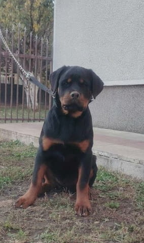 Ротвайлер, топ кученца Rottweiler, Vaccinated - Yes - city of Sofia | Dogs - снимка 2