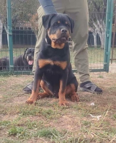 Ротвайлер, топ кученца Rottweiler, Vaccinated - Yes - city of Sofia | Dogs - снимка 3