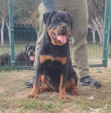 Ротвайлер, топ кученца Rottweiler, Vaccinated - Yes - city of Sofia | Dogs - снимка 4