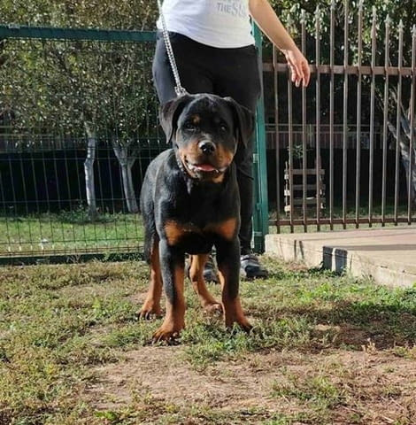 Ротвайлер, топ кученца Rottweiler, Vaccinated - Yes - city of Sofia | Dogs - снимка 5