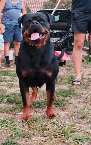 Ротвайлер, топ кученца Rottweiler, Vaccinated - Yes - city of Sofia | Dogs - снимка 7