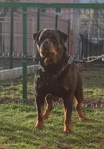 Ротвайлер, топ кученца Rottweiler, Vaccinated - Yes - city of Sofia | Dogs - снимка 8
