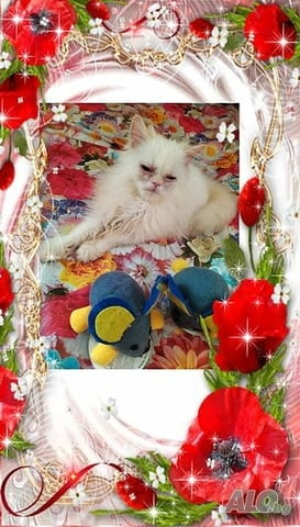 Ваксинирани персийски дългокосмести многоцветни домашни любимци с ЕС паспорти микрочипи - снимка 9