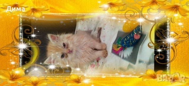 Ваксинирани персийски дългокосмести многоцветни домашни любимци с ЕС паспорти микрочипи - снимка 10