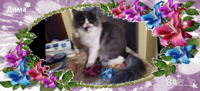 Ваксинирани персийски дългокосмести многоцветни домашни любимци с ЕС паспорти микрочипи - снимка 11