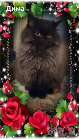 Ваксинирани персийски дългокосмести многоцветни домашни любимци с ЕС паспорти микрочипи - снимка 12