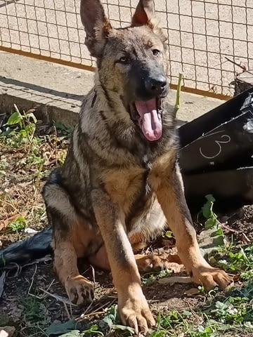 Кученца от немска овчарка Немска овчарка, 2 месеца, Ваксинирано - Да - град Извън България | Кучета - снимка 1