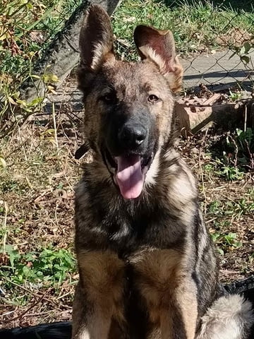 Кученца от немска овчарка Немска овчарка, 2 месеца, Ваксинирано - Да - град Извън България | Кучета - снимка 2