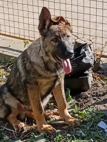 Кученца от немска овчарка Немска овчарка, 2 месеца, Ваксинирано - Да - град Извън България | Кучета - снимка 3