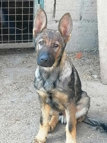 Кученца от немска овчарка Немска овчарка, 2 месеца, Ваксинирано - Да - град Извън България | Кучета - снимка 5