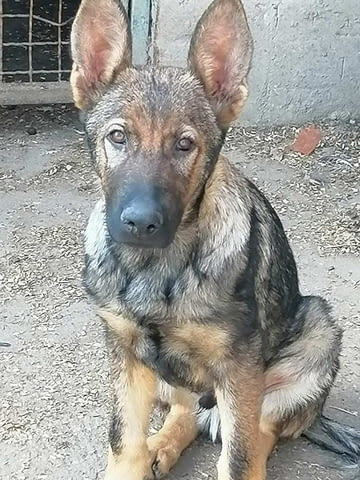 Кученца от немска овчарка Немска овчарка, 2 месеца, Ваксинирано - Да - град Извън България | Кучета - снимка 6