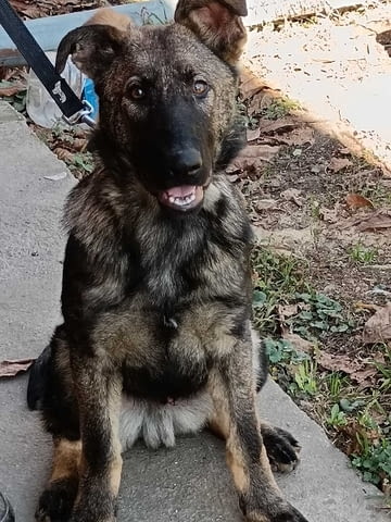 Кученца от немска овчарка Немска овчарка, 2 месеца, Ваксинирано - Да - град Извън България | Кучета - снимка 7