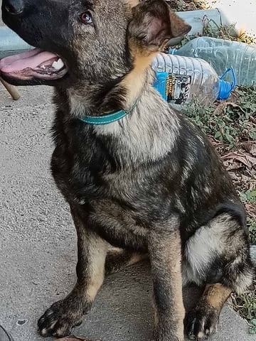 Кученца от немска овчарка Немска овчарка, 2 месеца, Ваксинирано - Да - град Извън България | Кучета - снимка 8