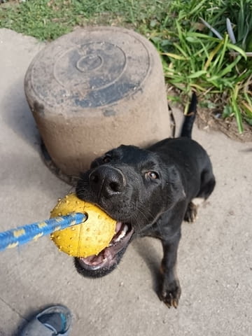 Кученца от немска овчарка Немска овчарка, 2 месеца, Ваксинирано - Да - град Извън България | Кучета - снимка 9