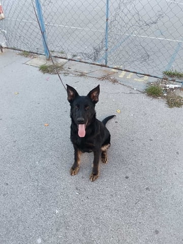 Кученца от немска овчарка Немска овчарка, 2 месеца, Ваксинирано - Да - град Извън България | Кучета - снимка 10