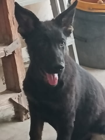 Кученца от немска овчарка Немска овчарка, 2 месеца, Ваксинирано - Да - град Извън България | Кучета - снимка 11