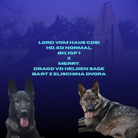 Кученца от немска овчарка Немска овчарка, 2 месеца, Ваксинирано - Да - град Извън България | Кучета - снимка 12