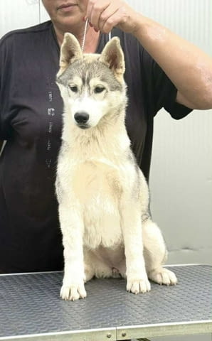 Сибирско хъски – женско кученце Ваксинирано - Да, Обезпаразитено - Да - град Извън България | Кучета - снимка 1