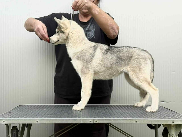 Сибирско хъски – женско кученце Ваксинирано - Да, Обезпаразитено - Да - град Извън България | Кучета - снимка 2