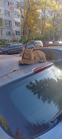 Работник Товаро-Разтоварна Дейност Търси Работа - град София | Търся Работа