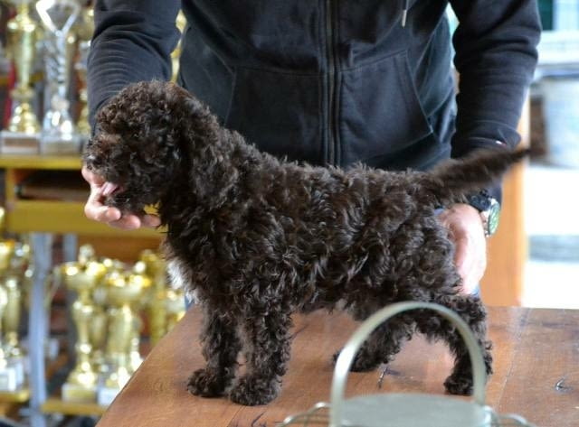 Këlyshët Lagotto Romagnolo Неизвестна порода, Ваксинирано - Да, Обезпаразитено - Да - град София | Кучета - снимка 3