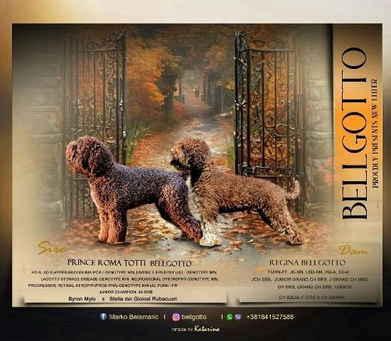 Këlyshët Lagotto Romagnolo Неизвестна порода, Ваксинирано - Да, Обезпаразитено - Да - град София | Кучета - снимка 6