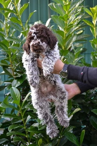 Këlyshët Lagotto Romagnolo Неизвестна порода, Ваксинирано - Да, Обезпаразитено - Да - град София | Кучета - снимка 7