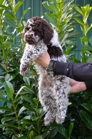 Këlyshët Lagotto Romagnolo Неизвестна порода, Ваксинирано - Да, Обезпаразитено - Да - град София | Кучета - снимка 10