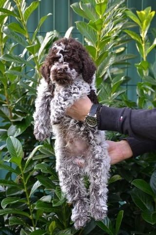 Këlyshët Lagotto Romagnolo Неизвестна порода, Ваксинирано - Да, Обезпаразитено - Да - град София | Кучета - снимка 11
