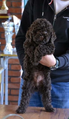 Këlyshët Lagotto Romagnolo Неизвестна порода, Ваксинирано - Да, Обезпаразитено - Да - град София | Кучета - снимка 12