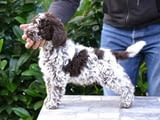 Këlyshët Lagotto Romagnolo