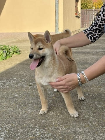 Shiba inu puppies Shiba Inu, 6 Months, Vaccinated - Yes - city of Varna | Dogs - снимка 1