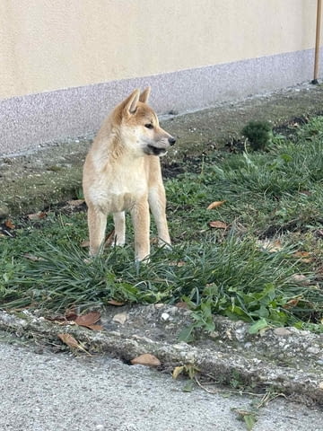 Shiba inu puppies Shiba Inu, 6 Months, Vaccinated - Yes - city of Varna | Dogs - снимка 2