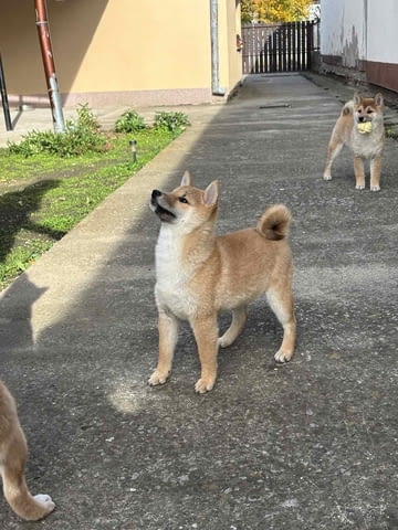 Shiba inu puppies Shiba Inu, 6 Months, Vaccinated - Yes - city of Varna | Dogs - снимка 3