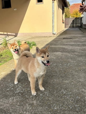 Shiba inu puppies Shiba Inu, 6 Months, Vaccinated - Yes - city of Varna | Dogs - снимка 4