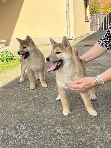 Shiba inu puppies Shiba Inu, 6 Months, Vaccinated - Yes - city of Varna | Dogs - снимка 5