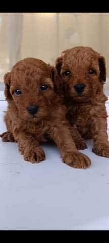 Toy poodle Пудел той, 2 месеца - град Извън България | Кучета - снимка 1