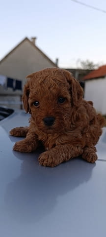 Toy poodle Пудел той, 2 месеца - град Извън България | Кучета - снимка 2