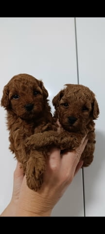 Toy poodle Пудел той, 2 месеца - град Извън България | Кучета - снимка 3