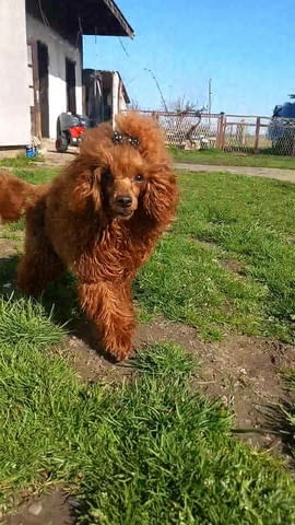 Toy poodle Пудел той, 2 месеца - град Извън България | Кучета - снимка 4