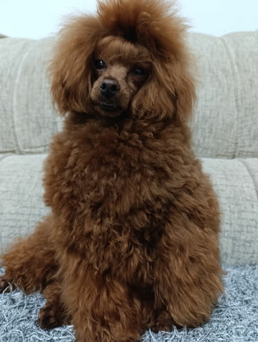 Toy poodle Пудел той, 2 месеца - град Извън България | Кучета - снимка 5